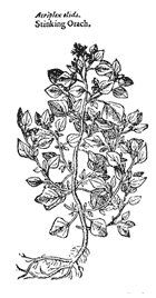 Orach
