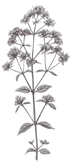 Marjoram